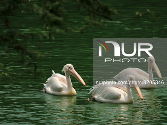 A flock of 'Rosy Pelican' birds swim in a pond at the National Zoological Park in New Delhi, India on May 9, 2022.  (