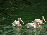 A flock of 'Rosy Pelican' birds swim in a pond at the National Zoological Park in New Delhi, India on May 9, 2022.  (