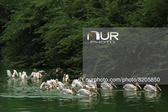 A flock of 'Rosy Pelican' birds swim in a pond at the National Zoological Park in New Delhi, India on May 9, 2022.  