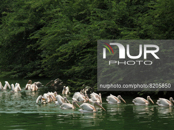 A flock of 'Rosy Pelican' birds swim in a pond at the National Zoological Park in New Delhi, India on May 9, 2022.  (