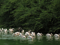 A flock of 'Rosy Pelican' birds swim in a pond at the National Zoological Park in New Delhi, India on May 9, 2022.  (