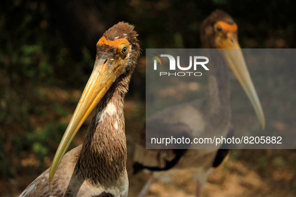 Painted storks rest near a pond at the National Zoological Park in New Delhi, India on May 9, 2022.  