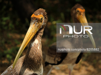 Painted storks rest near a pond at the National Zoological Park in New Delhi, India on May 9, 2022.  (