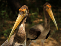 Painted storks rest near a pond at the National Zoological Park in New Delhi, India on May 9, 2022.  (