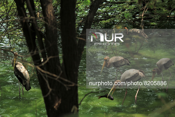 A flock of 'Painted stork' catches fish from a pond at the National Zoological Park in New Delhi, India on May 9, 2022.  