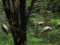 A flock of 'Painted stork' catches fish from a pond at the National Zoological Park in New Delhi, India on May 9, 2022.  (