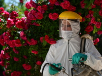 Health workers in the villages of Jindires conduct a campaign to spray pesticides to combat leishmaniasis (Aleppo bean), where the Aleppo mo...