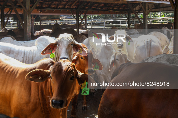 Cows are seen in a cage on May 18, 2022, in Bandung, Indonesia. The examination is to prevent the spread of the outbreak of oral and nail di...