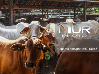 Cows are seen in a cage on May 18, 2022, in Bandung, Indonesia. The examination is to prevent the spread of the outbreak of oral and nail di...