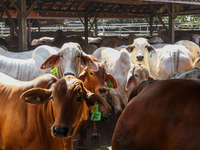 Cows are seen in a cage on May 18, 2022, in Bandung, Indonesia. The examination is to prevent the spread of the outbreak of oral and nail di...