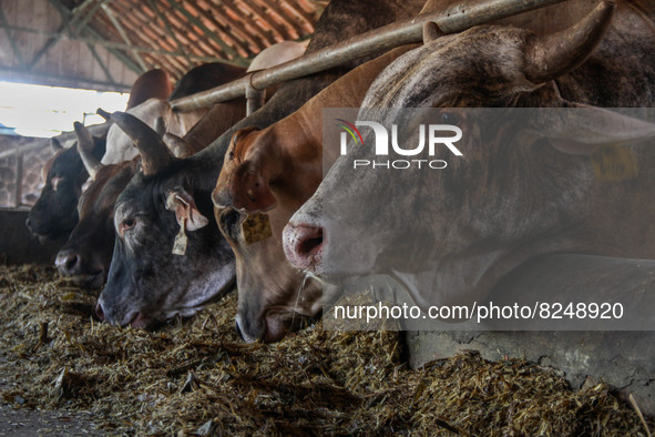 Cows are seen in a cage on May 18, 2022, in Bandung, Indonesia. The examination is to prevent the spread of the outbreak of oral and nail di...