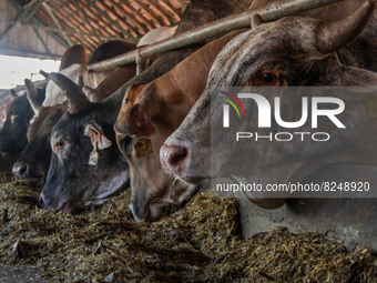 Cows are seen in a cage on May 18, 2022, in Bandung, Indonesia. The examination is to prevent the spread of the outbreak of oral and nail di...