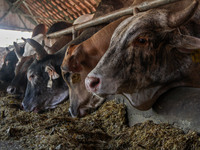 Cows are seen in a cage on May 18, 2022, in Bandung, Indonesia. The examination is to prevent the spread of the outbreak of oral and nail di...