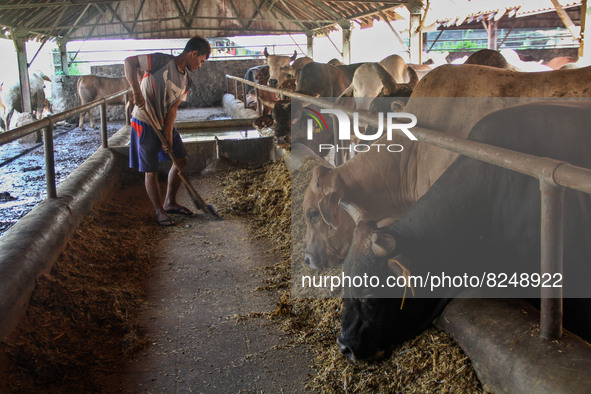 A man is seen feeding the livestock on May 18, 2022, in Bandung, Indonesia. The examination is to prevent the spread of outbreaks of oral an...