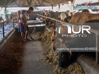 A man is seen feeding the livestock on May 18, 2022, in Bandung, Indonesia. The examination is to prevent the spread of outbreaks of oral an...