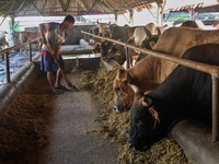 A man is seen feeding the livestock on May 18, 2022, in Bandung, Indonesia. The examination is to prevent the spread of outbreaks of oral an...