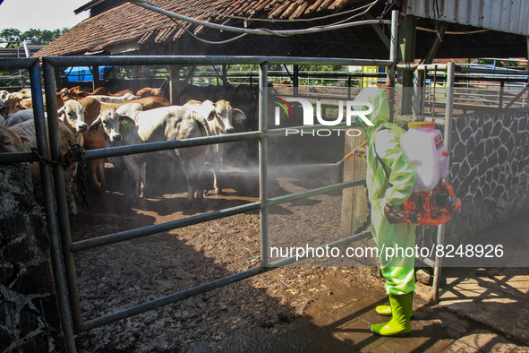 An officer is seen spraying disinfectant in the cage area to Prevention of the Spread of Mouth and Nail Disease (PMK) on May 18, 2022, in Ba...