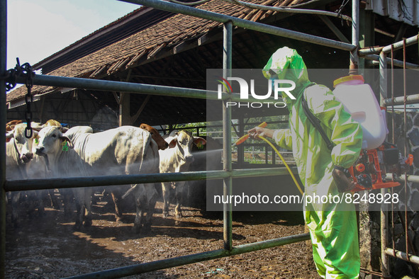 An officer is seen spraying disinfectant in the cage area to Prevention of the Spread of Mouth and Nail Disease (PMK) on May 18, 2022, in Ba...