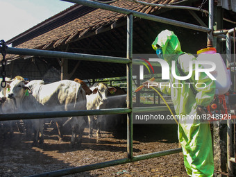 An officer is seen spraying disinfectant in the cage area to Prevention of the Spread of Mouth and Nail Disease (PMK) on May 18, 2022, in Ba...