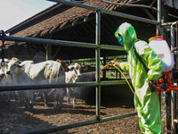 An officer is seen spraying disinfectant in the cage area to Prevention of the Spread of Mouth and Nail Disease (PMK) on May 18, 2022, in Ba...