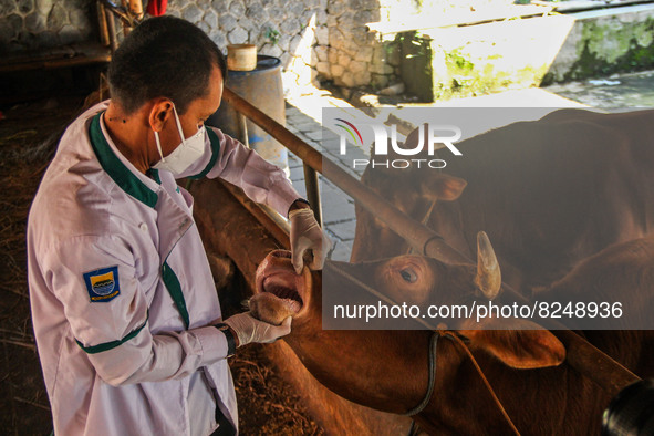 An officer is seen checking the health condition of livestock to prevention of the Spread of Mouth and Nail Disease (PMK) on May 18, 2022, i...