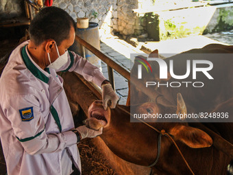 An officer is seen checking the health condition of livestock to prevention of the Spread of Mouth and Nail Disease (PMK) on May 18, 2022, i...