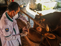 An officer is seen checking the health condition of livestock to prevention of the Spread of Mouth and Nail Disease (PMK) on May 18, 2022, i...