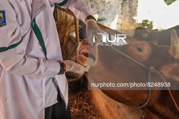 An officer is seen checking the health condition of livestock to prevention of the Spread of Mouth and Nail Disease (PMK) on May 18, 2022, i...