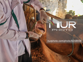 An officer is seen checking the health condition of livestock to prevention of the Spread of Mouth and Nail Disease (PMK) on May 18, 2022, i...