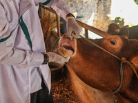 An officer is seen checking the health condition of livestock to prevention of the Spread of Mouth and Nail Disease (PMK) on May 18, 2022, i...