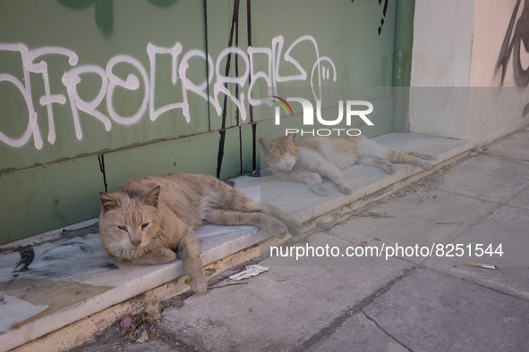 Two cats in Athens, Greece on May 18, 2022. A committee of experts from the Health Ministry are examining the possibility of loosening mask...