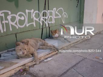 Two cats in Athens, Greece on May 18, 2022. A committee of experts from the Health Ministry are examining the possibility of loosening mask...