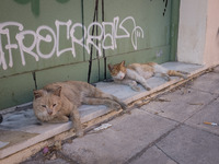 Two cats in Athens, Greece on May 18, 2022. A committee of experts from the Health Ministry are examining the possibility of loosening mask...