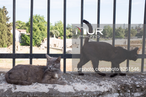 Two cats in Athens, Greece on May 18, 2022. A committee of experts from the Health Ministry are examining the possibility of loosening mask...