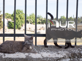 Two cats in Athens, Greece on May 18, 2022. A committee of experts from the Health Ministry are examining the possibility of loosening mask...