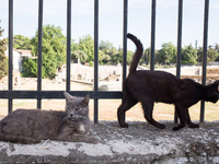 Two cats in Athens, Greece on May 18, 2022. A committee of experts from the Health Ministry are examining the possibility of loosening mask...