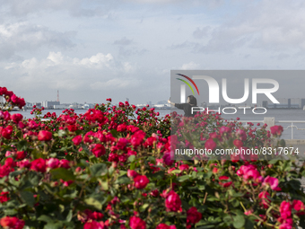 People take their selfies at Yamashita park with many flowers in Yokohama, Japan on 27 May. (