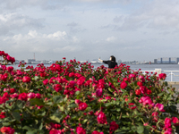 People take their selfies at Yamashita park with many flowers in Yokohama, Japan on 27 May. (