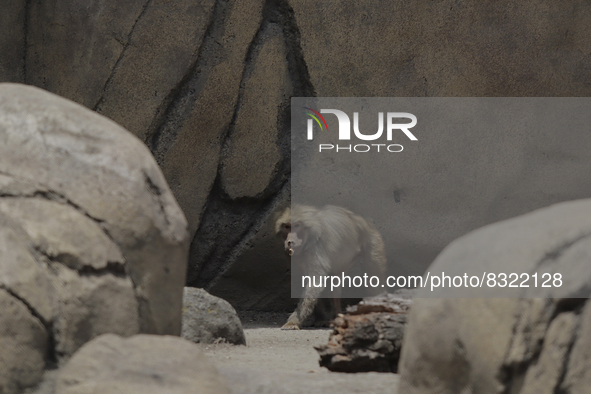 A sacred papion monkey inside the Chapultepec Zoo in Mexico City.

This weekend, Hugo Lopez-Gatell Ramirez, Mexico's Undersecretary of Pre...