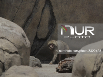 A sacred papion monkey inside the Chapultepec Zoo in Mexico City.

This weekend, Hugo Lopez-Gatell Ramirez, Mexico's Undersecretary of Pre...