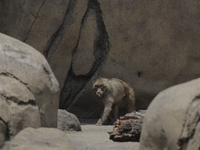 A sacred papion monkey inside the Chapultepec Zoo in Mexico City.

This weekend, Hugo Lopez-Gatell Ramirez, Mexico's Undersecretary of Pre...