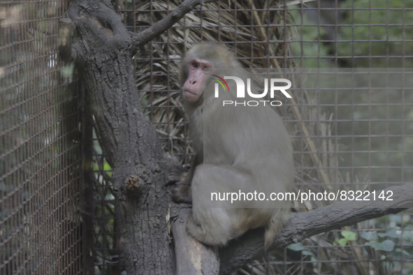 A monkey inside a cage at Chapultepec Zoo in Mexico City.

This weekend, Hugo Lopez-Gatell Ramirez, Mexico's Undersecretary of Prevention...