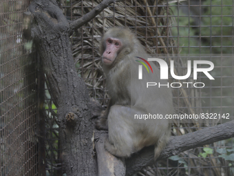 A monkey inside a cage at Chapultepec Zoo in Mexico City.

This weekend, Hugo Lopez-Gatell Ramirez, Mexico's Undersecretary of Prevention...