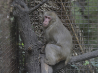 A monkey inside a cage at Chapultepec Zoo in Mexico City.

This weekend, Hugo Lopez-Gatell Ramirez, Mexico's Undersecretary of Prevention...