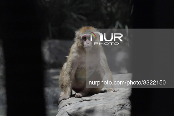 A monkey inside a cage at Chapultepec Zoo in Mexico City.

This weekend, Hugo Lopez-Gatell Ramirez, Mexico's Undersecretary of Prevention...