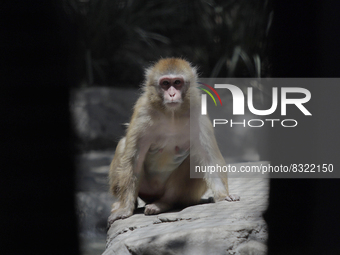 A monkey inside a cage at Chapultepec Zoo in Mexico City.

This weekend, Hugo Lopez-Gatell Ramirez, Mexico's Undersecretary of Prevention...