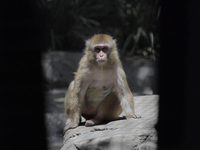 A monkey inside a cage at Chapultepec Zoo in Mexico City.

This weekend, Hugo Lopez-Gatell Ramirez, Mexico's Undersecretary of Prevention...