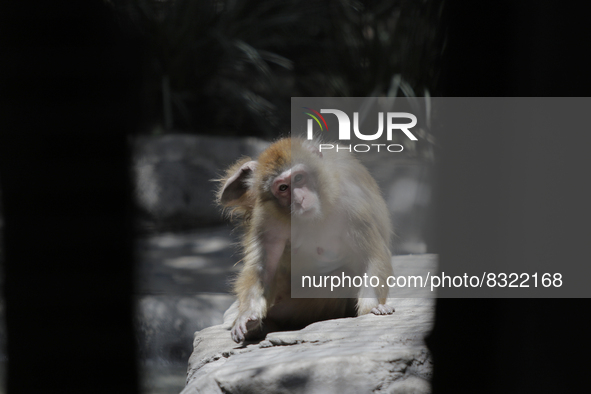 A monkey inside a cage at Chapultepec Zoo in Mexico City.

This weekend, Hugo Lopez-Gatell Ramirez, Mexico's Undersecretary of Prevention...