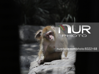 A monkey inside a cage at Chapultepec Zoo in Mexico City.

This weekend, Hugo Lopez-Gatell Ramirez, Mexico's Undersecretary of Prevention...