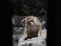 A monkey inside a cage at Chapultepec Zoo in Mexico City.

This weekend, Hugo Lopez-Gatell Ramirez, Mexico's Undersecretary of Prevention...